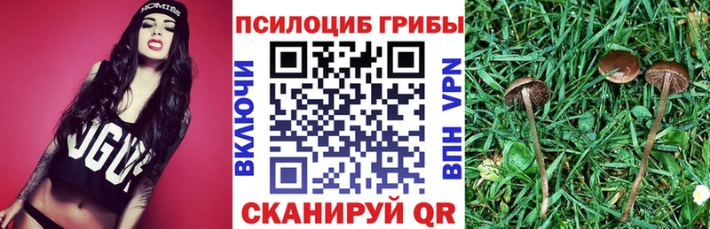 Псилоцибиновые грибы Psilocybine cubensis  Таштагол 